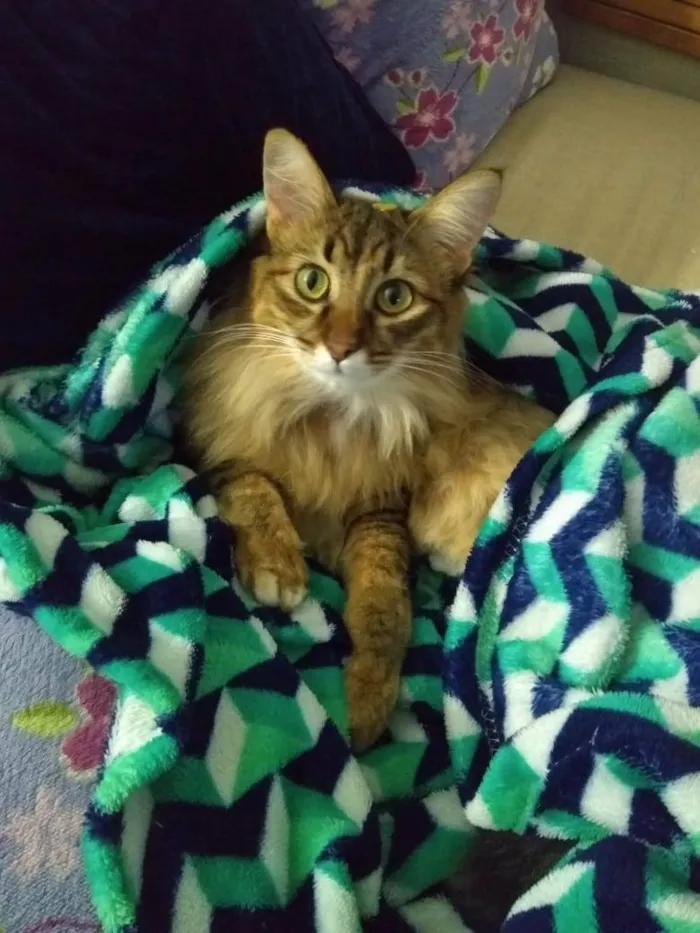 Gato ra a - idade 5 anos nome Vênus