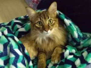 Gato raça - idade 5 anos nome Vênus