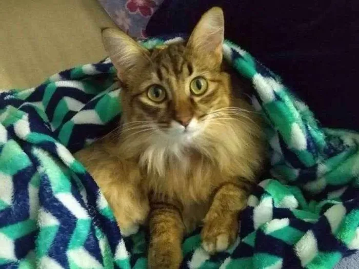 Gato ra a - idade 5 anos nome Vênus