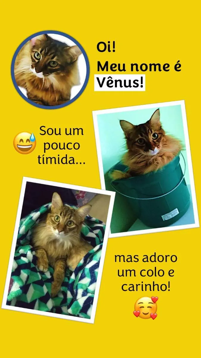 Gato ra a - idade 5 anos nome Vênus