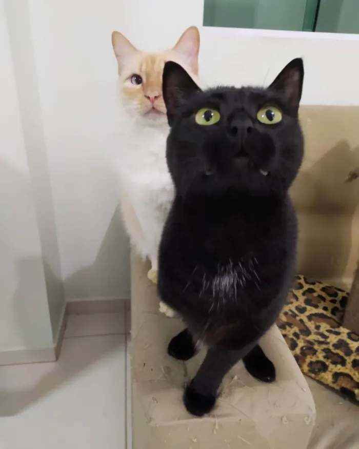 Gato ra a - idade 6 ou mais anos nome Diana