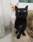 Diana