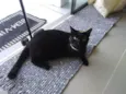 Diana