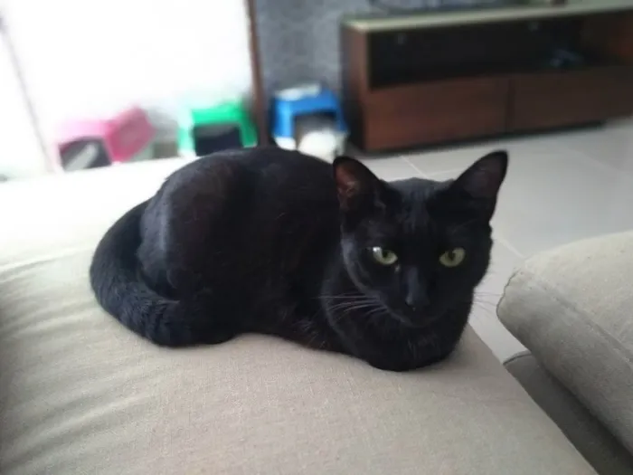 Gato ra a - idade 6 ou mais anos nome Diana