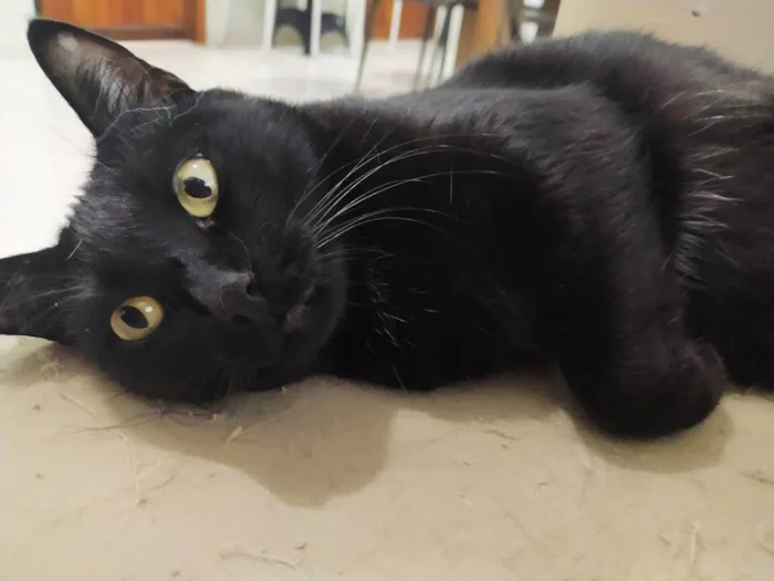 Gato ra a - idade 6 ou mais anos nome Diana