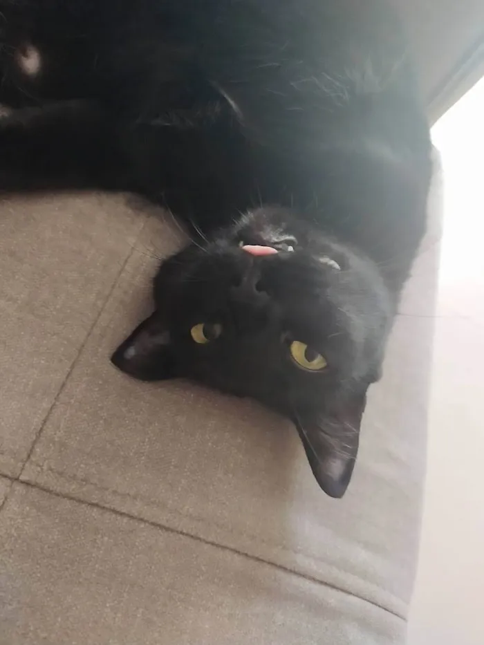 Gato ra a - idade 6 ou mais anos nome Diana