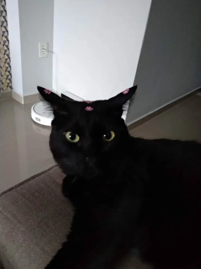 Gato ra a - idade 6 ou mais anos nome Diana