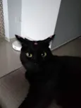 Diana