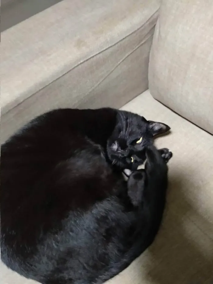 Gato ra a - idade 6 ou mais anos nome Diana