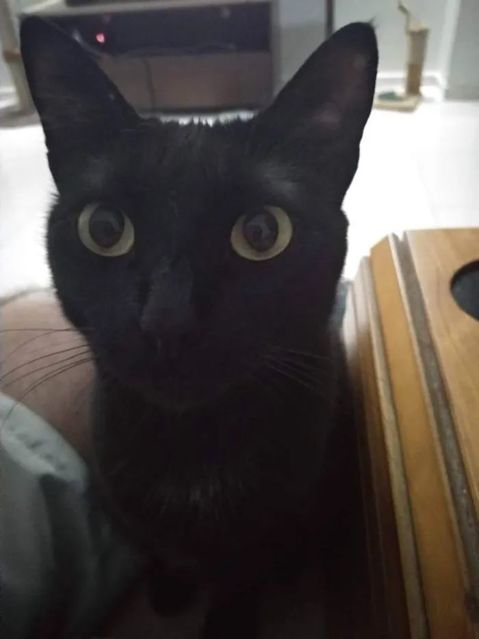 Gato ra a - idade 6 ou mais anos nome Diana