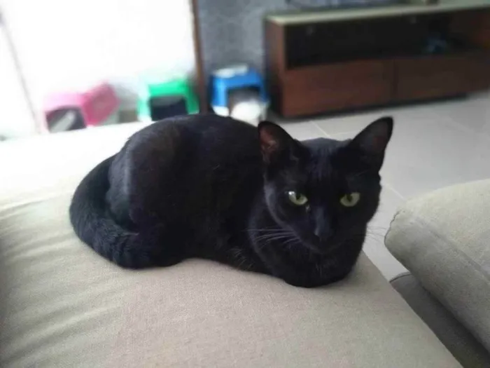 Gato ra a - idade 6 ou mais anos nome Diana