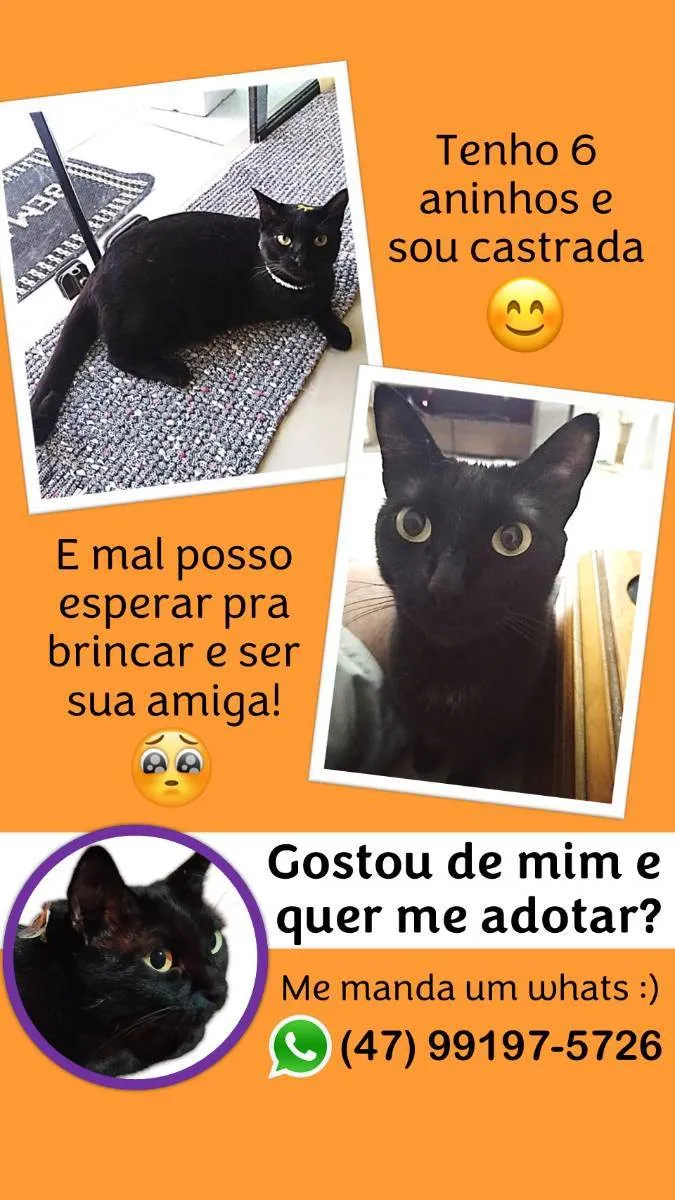 Gato ra a - idade 6 ou mais anos nome Diana