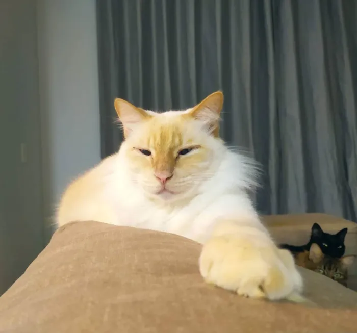 Gato ra a - idade 5 anos nome Jhonny