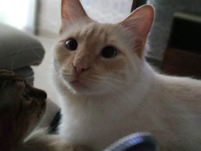 Gato ra a - idade 5 anos nome Jhonny
