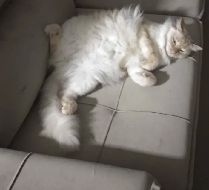 Gato ra a - idade 5 anos nome Jhonny