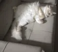 Jhonny