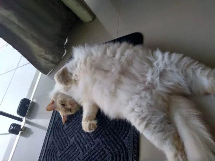 Gato ra a - idade 5 anos nome Jhonny