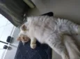 Jhonny