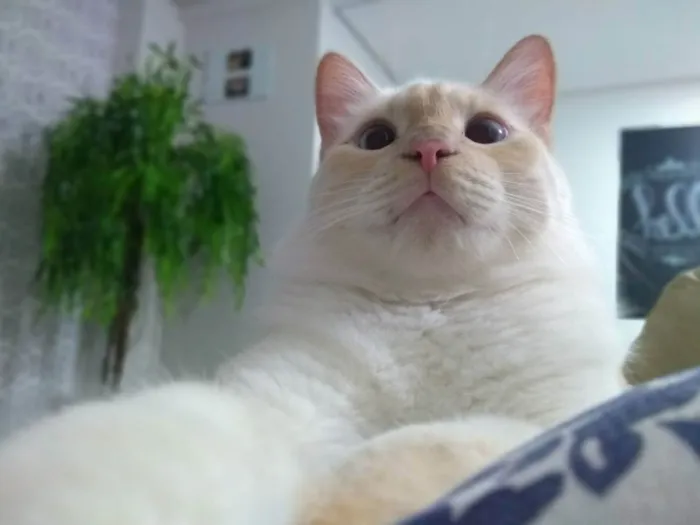 Gato ra a - idade 5 anos nome Jhonny