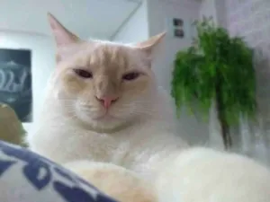 Gato raça - idade 5 anos nome Jhonny
