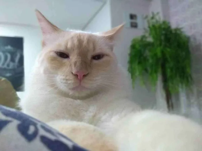 Gato ra a - idade 5 anos nome Jhonny