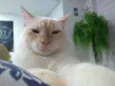 Jhonny