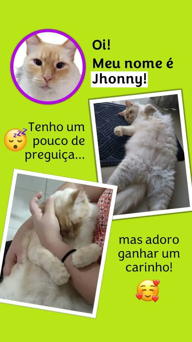 Gato ra a - idade 5 anos nome Jhonny