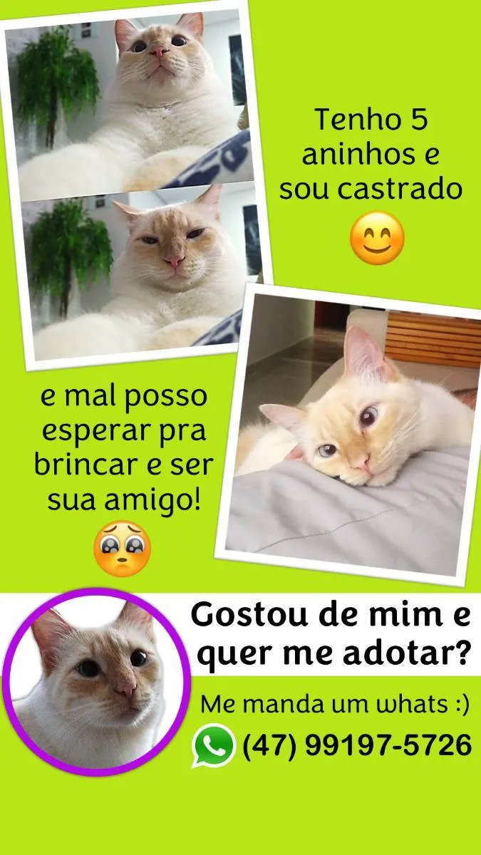 Gato ra a - idade 5 anos nome Jhonny