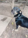 Rex