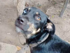 Cachorro raça Não sei  idade 7 a 11 meses nome Rex