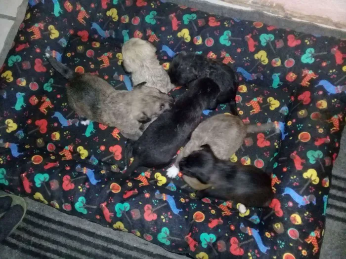 Cachorro ra a Vira-lata  idade Abaixo de 2 meses nome Sem Nome