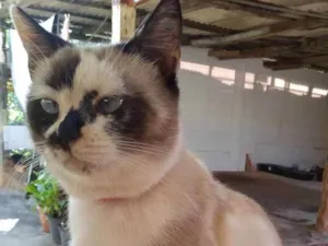 Gato raça  idade 5 anos nome Fatmagul