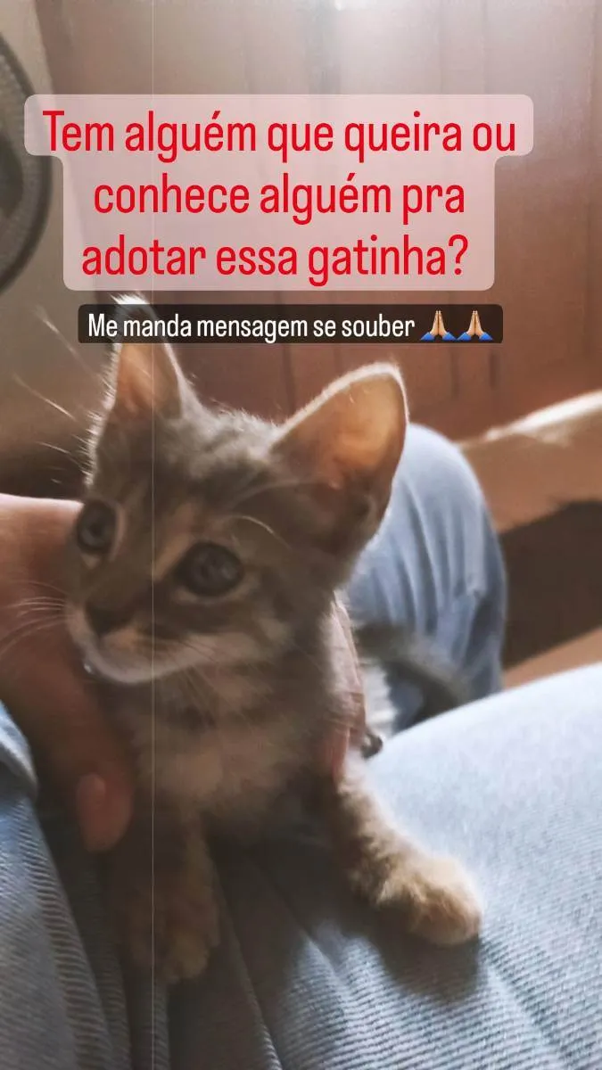 Gato ra a Comum idade 2 a 6 meses nome Prada