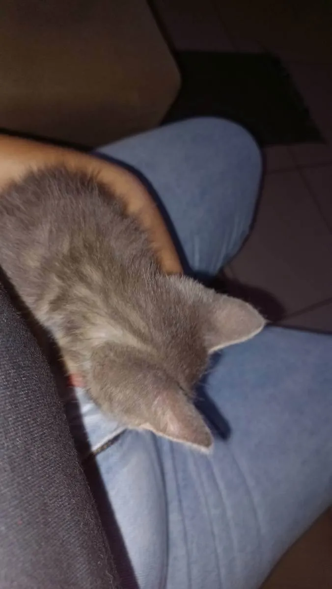 Gato ra a Comum idade 2 a 6 meses nome Prada