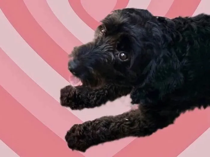 Cachorro raça Poodle  idade 1 ano nome Bob poodle lindo 