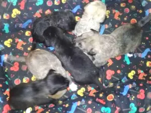 Cachorro raça Vira-lata  idade Abaixo de 2 meses nome Sem Nome