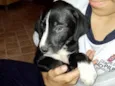 Cachorro raça Srd idade 2 a 6 meses nome Oreo bb3meses porteP
