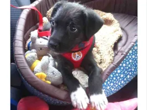 Cachorro raça Vira-Latas (tem todas as raças idade 2 a 6 meses nome Neguinho