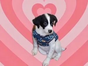 Cachorro raça Srd idade 2 a 6 meses nome Cookie 3meses porteP