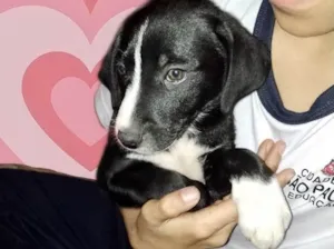Cachorro raça Srd idade 2 a 6 meses nome Oreo bb3meses porteP
