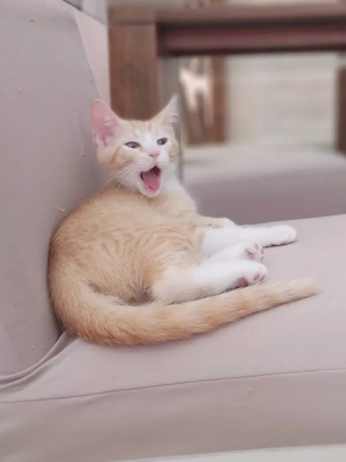 Gato ra a Srd idade Abaixo de 2 meses nome Paçoca 