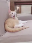 Paçoca