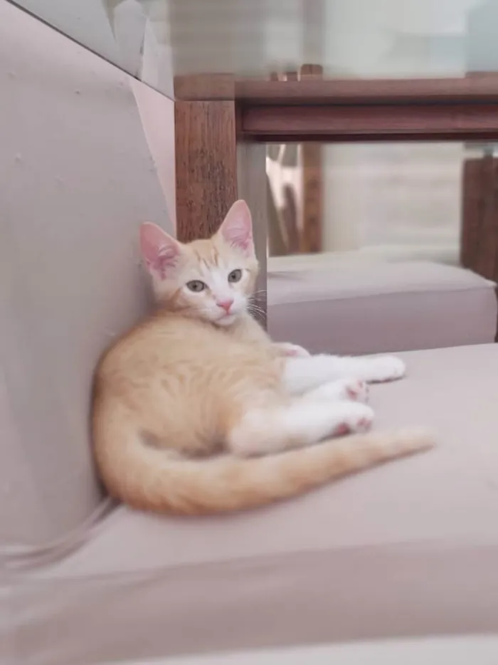 Gato ra a Srd idade Abaixo de 2 meses nome Paçoca 
