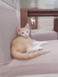 Paçoca