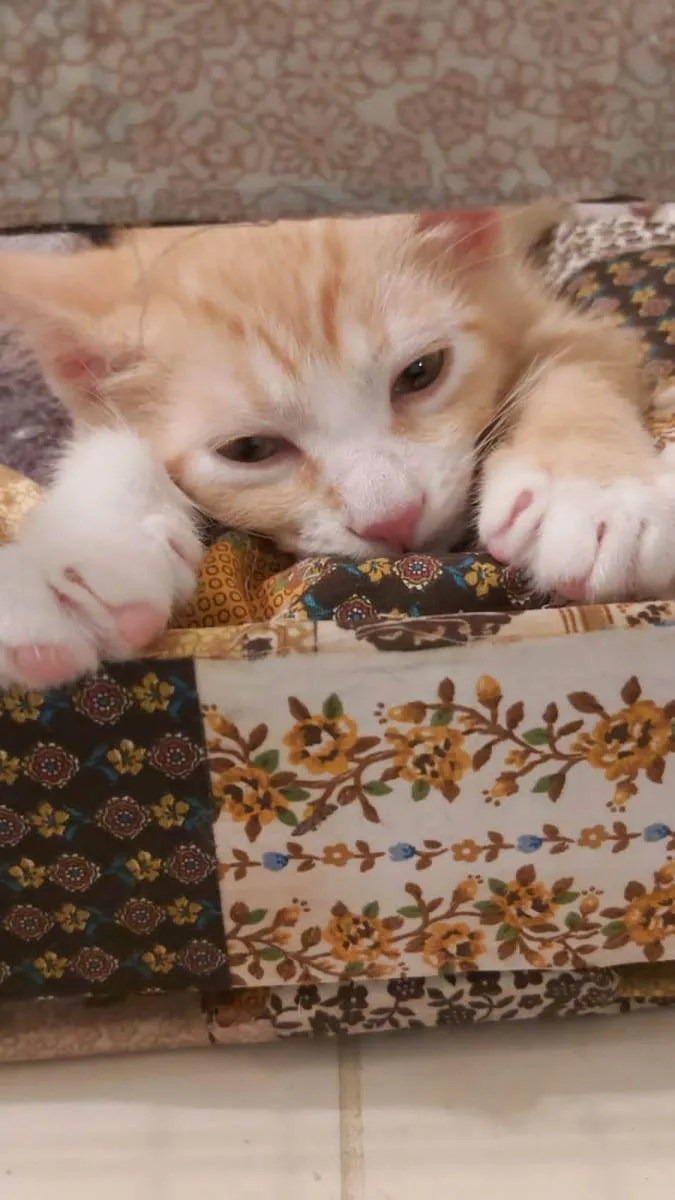Gato ra a Srd idade Abaixo de 2 meses nome Paçoca 