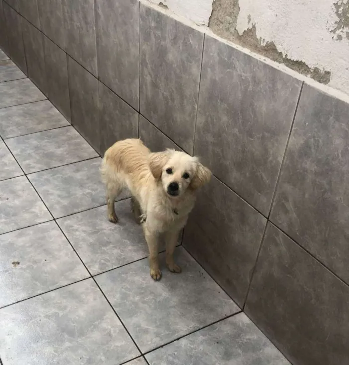 Cachorro ra a Poodle misturado com vira lata idade 7 a 11 meses nome Mel