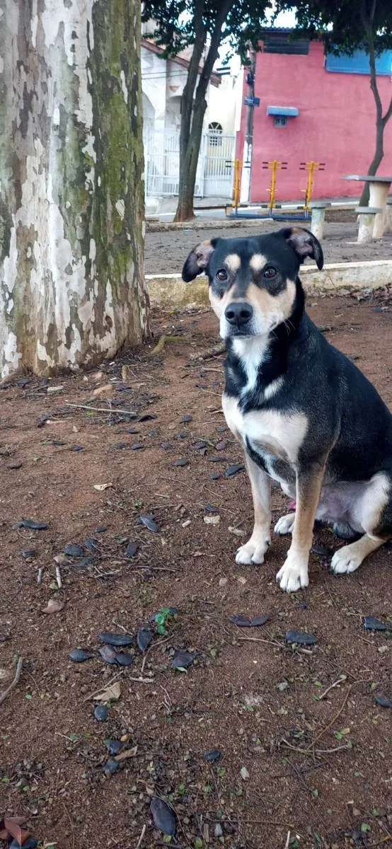 Cachorro ra a Indefinida idade 2 anos nome Mano