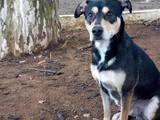 Cachorro ra a Indefinida idade 2 anos nome Mano