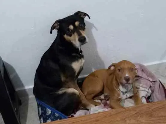 Cachorro ra a Indefinida idade 2 anos nome Mano