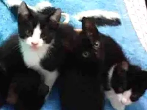 Gato raça Frajolas idade Abaixo de 2 meses nome Varios